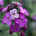 Kultalakka Poem Lavender
