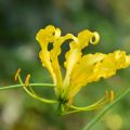 Keijunlilja Lutea