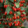 Aitapukinpensas Sweet Lifeberry