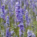 Rikkakukonkannus DelQIS White Blue Edge (siemenet)