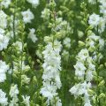 Rikkakukonkannus Qis White (siemenet)