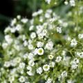 Harsokukka Snow Flake
