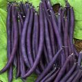 Palkoineen syötävä tarhapapu Purple Queen