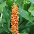 Tuoksuinkivääri - Hedychium densiflorum
