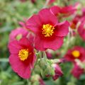 Päivännouto Hartswood Ruby