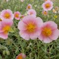 Päivännouto Rhodanthe Carneum