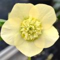 Idänjouluruusu Anemone Yellow