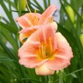 Tarhapäivänlilja Everydaylily Cerise