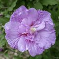 Syyrianhiiskus Lavender Chiffon