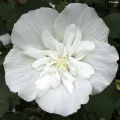 Syyrianhiiskus White Chiffon