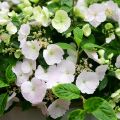 Jalohortensia Runaway Bride 'Snow