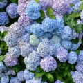 Jalohortensia Bodensee