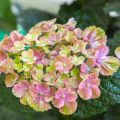 Jalohortensia Magical Amethyst