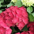 Jalohortensia Magical Ruby Tuesday