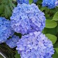 Jalohortensia Nikko Blue