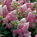 Syyshortensia Vanille Fraise