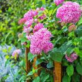 Pallohortensia Pink Annabelle