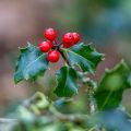 Euroopanorjanlaakeri - Ilex aquifolium