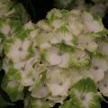 Jalohortensia Magical Noblesse