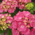 Jalohortensia Rosita