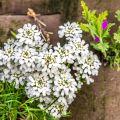 Talvisaippo - Iberis sempervirens