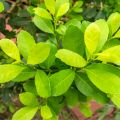 Matee - Ilex paraguariensis