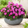 Ahkeraliisa Sunpatiens Compact Hot Lilac