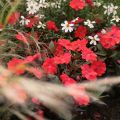 Ahkeraliisa Sunpatiens Compact Red