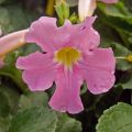 Isoinkarvillea - Incarvillea delavayi