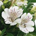Inkalilja Inticancha Magic White