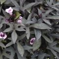 Bataatti Sweet Caroline Purple