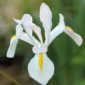 Hollanninkurjenmiekka White Excelsior