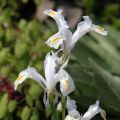 Kurjenmiekka - Iris magnifica