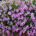 Tähtilobelia Stella Pink
