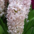 Hyasintti China Pink