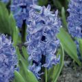 Hyasintti Delft Blue