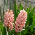 Hyasintti Gipsy Queen