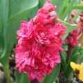 Hyasintti Hollyhock