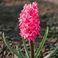 Hyasintti Jan Bos