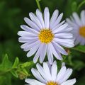 Metsäasteri Blue Star