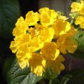 Kirjotulikruunu Evita Yellow