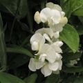 Ruusunätkelmä White Pearl