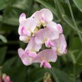 Ruusunätkelmä Pink Pearl