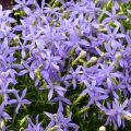 Tähtilobelia Beth's Blue