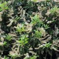 Portugalinlaakerikirsikka Angustifolia