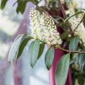 Portugalinlaakerikirsikka - Prunus lusitanica