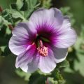 Merimalvikki - Lavatera maritima