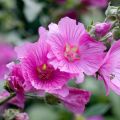 Tarhasalkoruusu Rosea