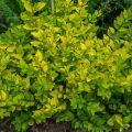 Kultahapuikko - Ligustrum x vicaryi