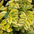 Soikkolikusteri Aureum